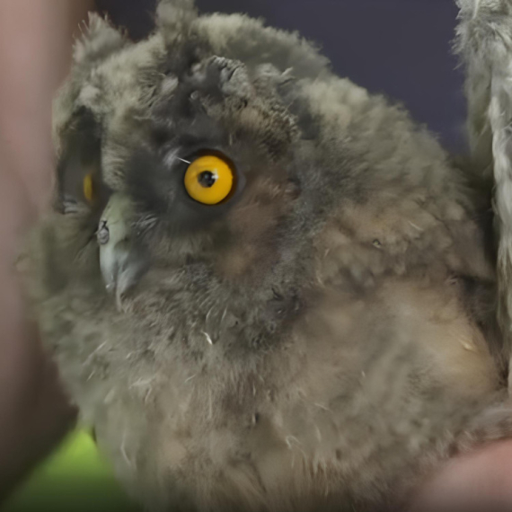 Upoznajte novog stanovnika Beo zoo-vrta! Beba ušara još uvek nema pravo ime, već nosi OVU OZNAKU!