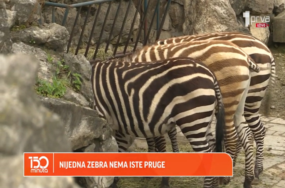 Da li ste znali da zebre komuniciraju izrazima lica?